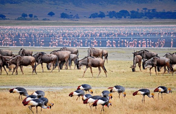 7 DAYS TANZANIA BUDGET MOBILE CAMPING SAFARI