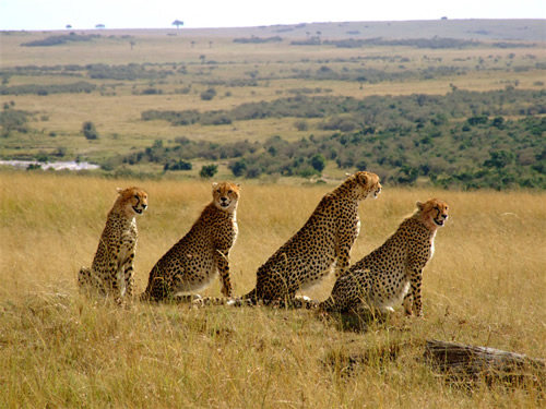 6 DAYS TANZANIA BUDGET MOBILE CAMPING SAFARI