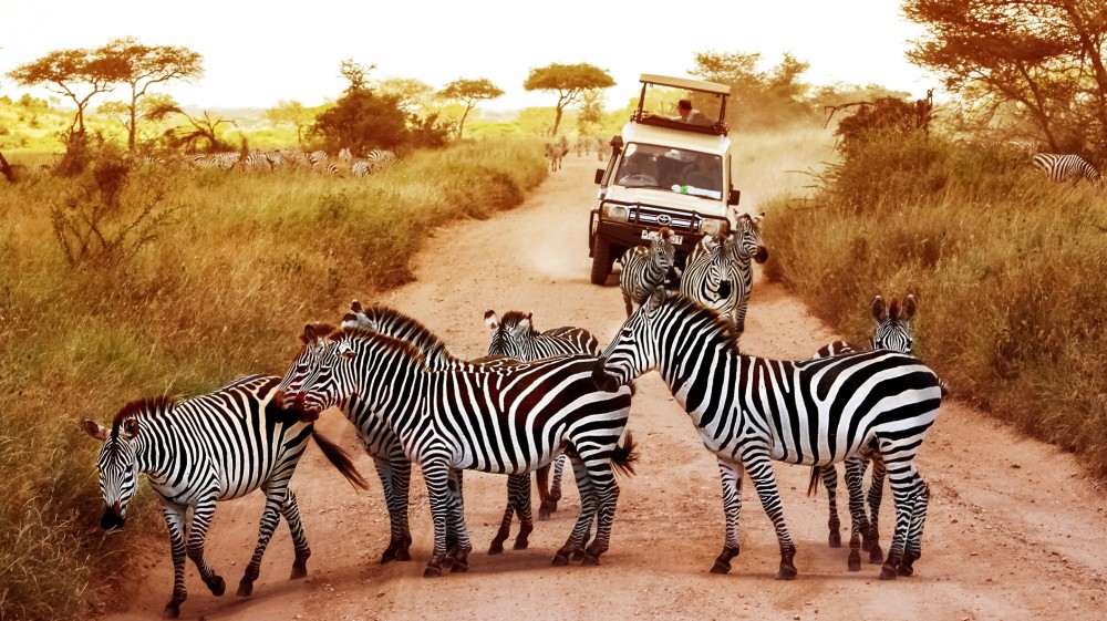 8 DAYS TOUR WILDLIFE SAFARI