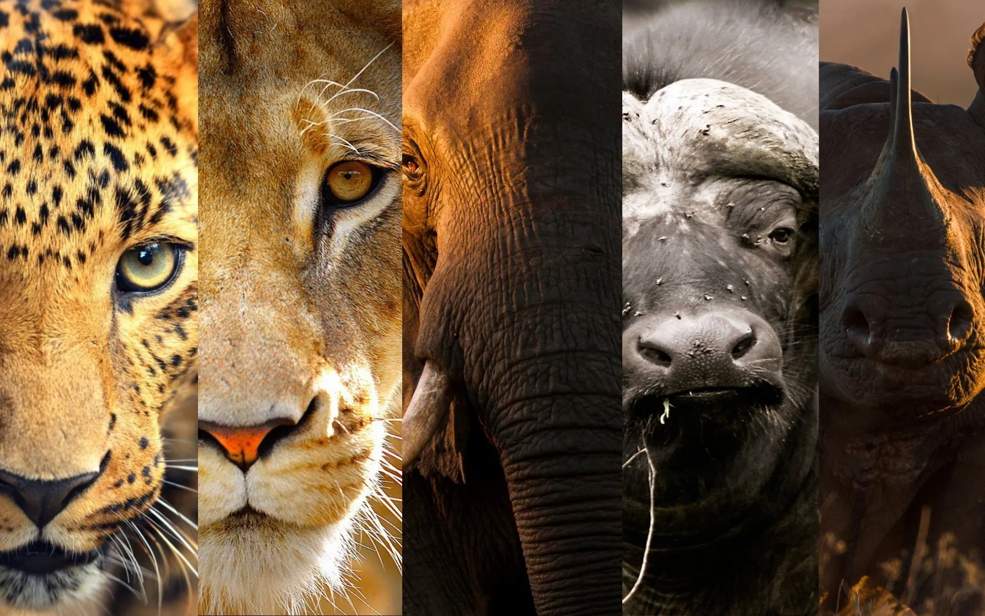 4-Day Safari Adventure