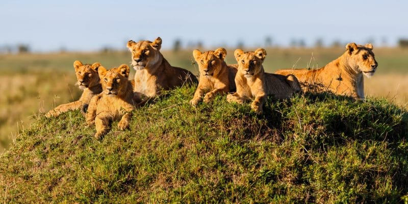 7 DAYS TANZANIA BUDGET MOBILE CAMPING SAFARI