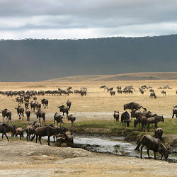 NGORONGORO